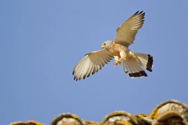 Lesser Kestrel (Falco naumanni) adult male, in flight, landing on tiled roof of bullring, Trujillo Bullring, Trujillo