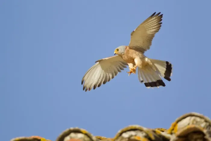 Framed Print : Lesser Kestrel (Falco naumanni) adult male, in flight, landing on tiled roof of bullring, Trujillo Bullring, Trujillo Framed Print : Lesser Kestrel (Falco naumanni) adult male, in flight, landing on tiled roof of bullring, Trujillo Bullring, Trujillo
