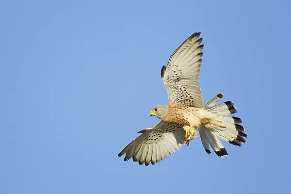 Lesser Kestrel (Falco naumanni) adult male, in flight, with wings and tail spread for landing, Trujillo Bullring