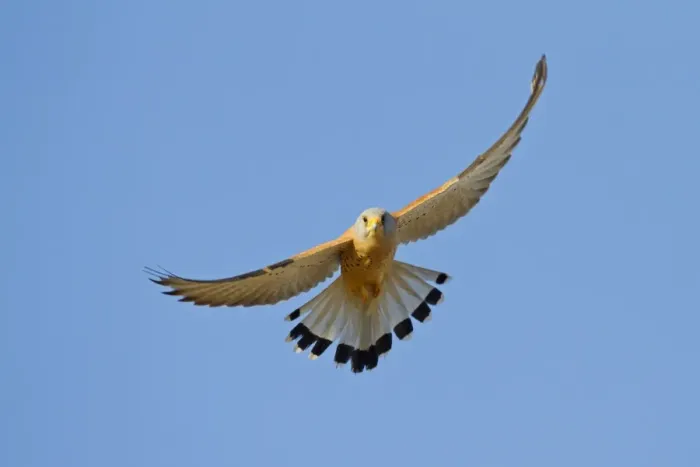 Framed Print : Lesser Kestrel (Falco naumanni) adult male, in flight, Trujillo Bullring, Trujillo, Caceres Province, Extremadura