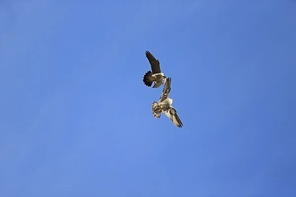 Lesser Kestrel (Falco naumanni) adult male, in flight, transferring Centipede (Scolopendra sp)
