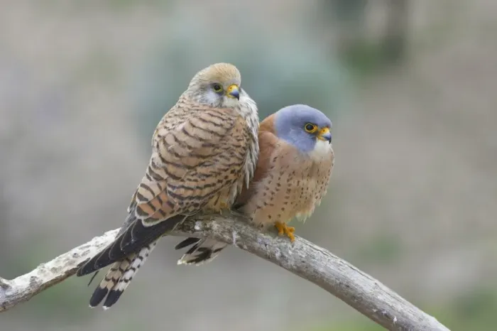 Framed Print : Lesser Kestrel (Falco naumanni) adult pair, perched on branch, Extremadura, Spain