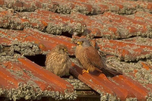 Lesser Kestrel (Falco naumanni) adult pair, perched at entrance to nest in old roof, Spain, April