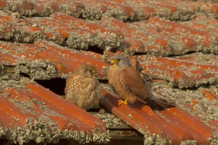 Framed Print : Lesser Kestrel (Falco naumanni) adult pair, perched at entrance to nest in old roof, Spain, April Framed Print : Lesser Kestrel (Falco naumanni) adult pair, perched at entrance to nest in old roof, Spain, April