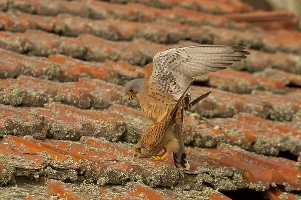 Lesser Kestrel (Falco naumanni) adult pair, mating on old roof, Spain, April