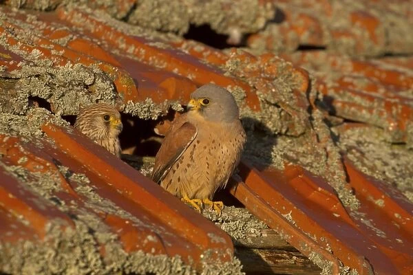 Lesser Kestrel (Falco naumanni) adult pair, perched at entrance to nest in old roof, Spain, April