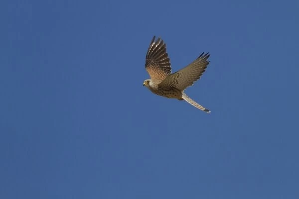 Lesser Kestrel female in flight - Extremadura Spain