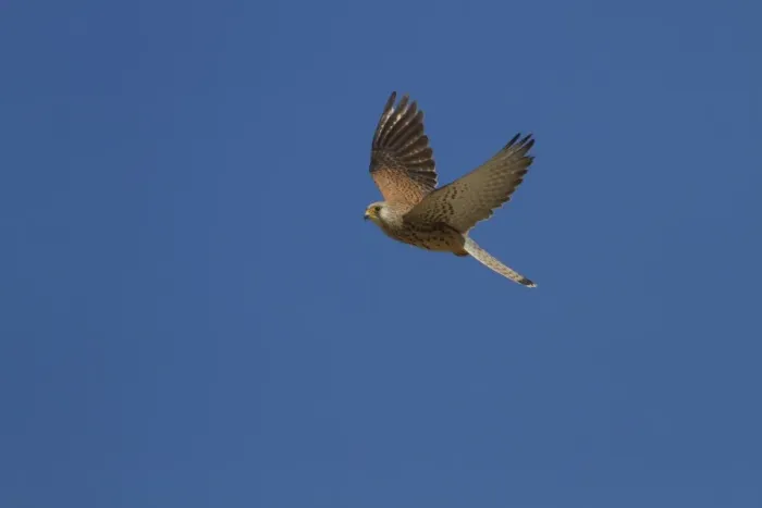 Framed Print : Lesser Kestrel female in flight - Extremadura Spain Framed Print : Lesser Kestrel female in flight - Extremadura Spain