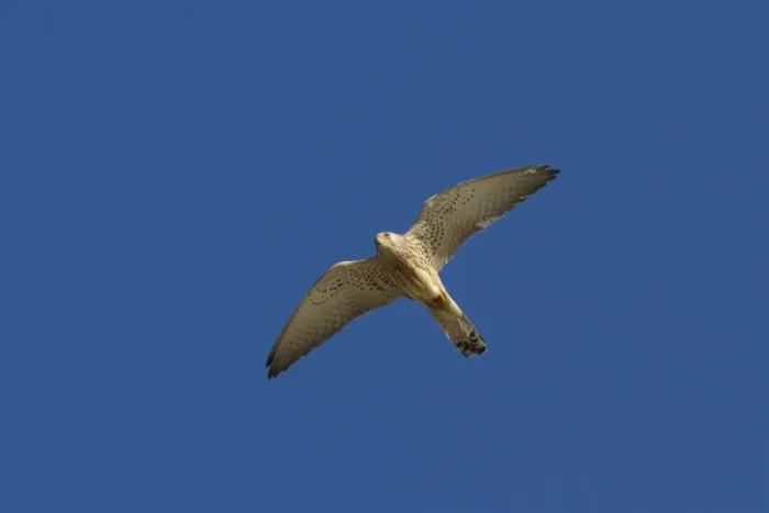 Framed Print : Lesser Kestrel female in flight - Extremadura Spain Framed Print : Lesser Kestrel female in flight - Extremadura Spain