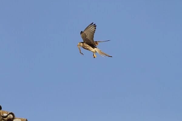 Lesser Kestrel female with insect prey in its bill. Taken in spain, Trujillo, Extremadura