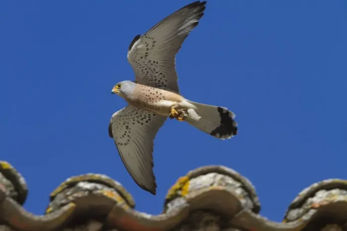 Framed Print : Lesser Kestrel male in flight carrying a prey item - Extremadura Spain Framed Print : Lesser Kestrel male in flight carrying a prey item - Extremadura Spain