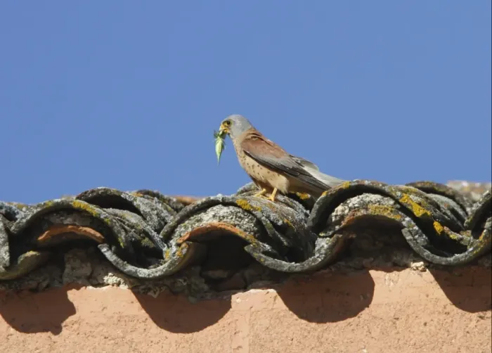 Framed Print : Lesser Kestrel Male with insect prey in its bill. Taken in spain, Trujillo, Extremadura