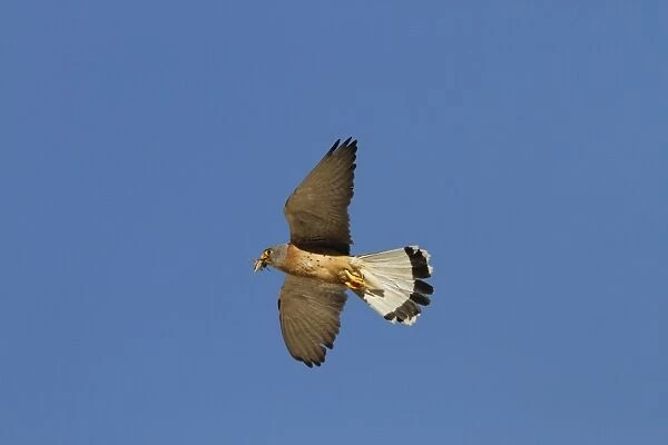 Lesser Kestrel Male with insect prey in its bill. Taken in spain, Trujillo, Extremadura