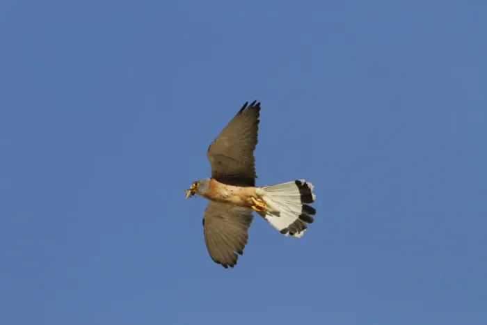 Framed Print : Lesser Kestrel Male with insect prey in its bill. Taken in spain, Trujillo, Extremadura Framed Print : Lesser Kestrel Male with insect prey in its bill. Taken in spain, Trujillo, Extremadura