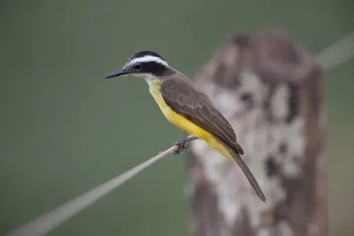 Framed Print : Lesser Kiskadee (Philohydor lictor) adult, perched on wire fence, Pantanal, Mato Grosso, Brazil