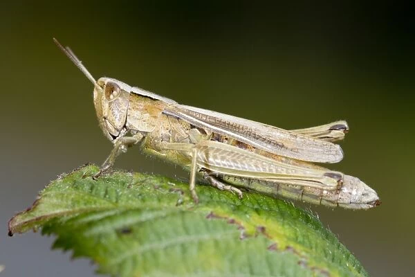 Lesser Marsh Grasshopper (Chorthippus albomarginatus) adult female, basking on leaf, Shropshire, England, August