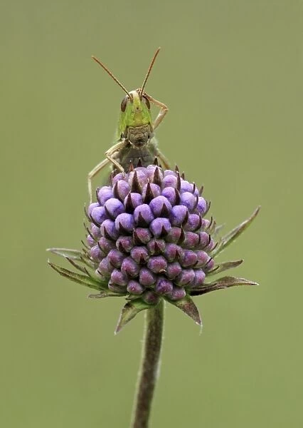 Lesser Marsh Grasshopper (Chorthippus albomarginatus) adult, with leg on head, resting on flowerhead, Leicestershire