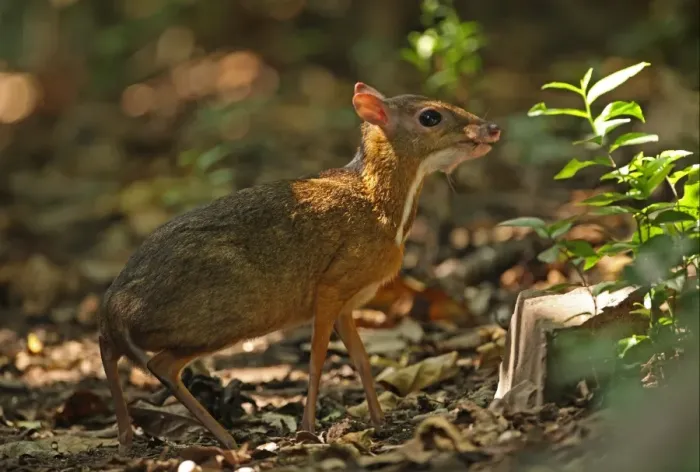 Framed Print : Lesser Mouse-deer (Tragulus kanchil) adult, standing on forest floor, Kaeng Krachan N. P. Thailand, november Framed Print : Lesser Mouse-deer (Tragulus kanchil) adult, standing on forest floor, Kaeng Krachan N. P. Thailand, november