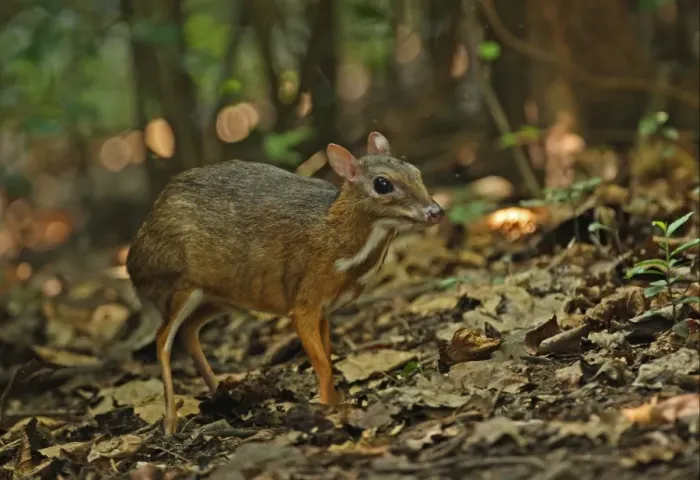 Framed Print : Lesser Mouse-deer (Tragulus kanchil) adult, with insect around head, standing on forest floor, Kaeng Krachan N. P. Thailand, november Framed Print : Lesser Mouse-deer (Tragulus kanchil) adult, with insect around head, standing on forest floor, Kaeng Krachan N. P. Thailand, november