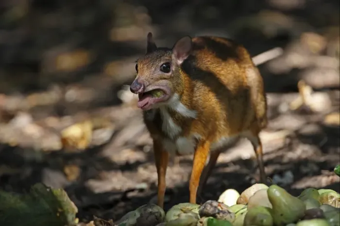 Framed Print : Lesser Mouse-deer (Tragulus kanchil) adult female, feeding on fallen fruit, Kaeng Krachan N. P. Thailand, january
