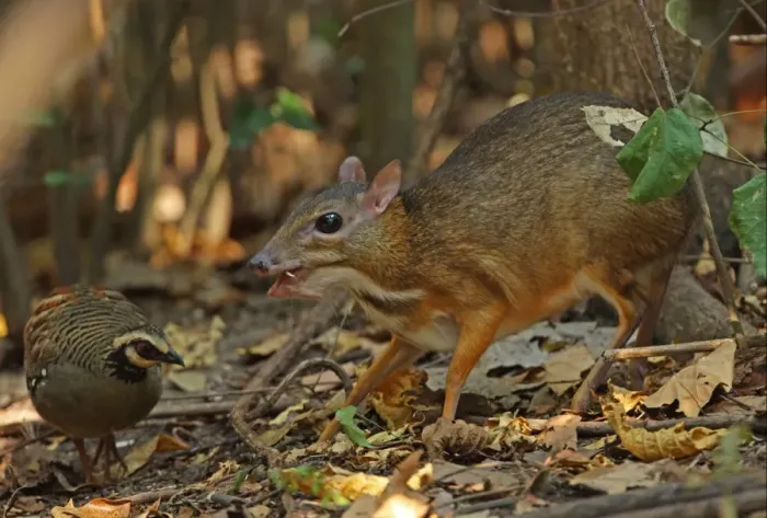 Framed Print : Lesser Mouse-deer (Tragulus kanchil) adult male, feeding on fallen fruit, with Bar-backed Partridge (Arborophila brunneopectus) foraging for scraps, Kaeng Krachan N. P. Thailand, january Framed Print : Lesser Mouse-deer (Tragulus kanchil) adult male, feeding on fallen fruit, with Bar-backed Partridge (Arborophila brunneopectus) foraging for scraps, Kaeng Krachan N. P. Thailand, january