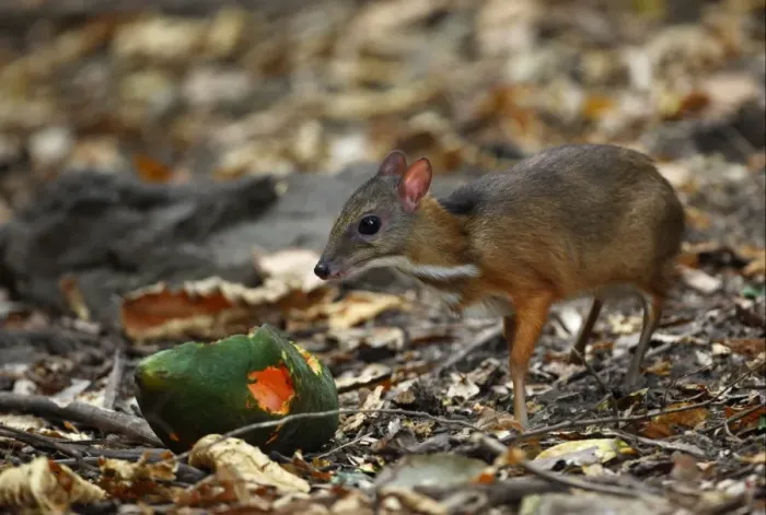 Framed Print : Lesser Mouse-deer (Tragulus kanchil) fawn, feeding on fallen fruit in forest clearing, Kaeng Krachan N. P. Thailand, february Framed Print : Lesser Mouse-deer (Tragulus kanchil) fawn, feeding on fallen fruit in forest clearing, Kaeng Krachan N. P. Thailand, february