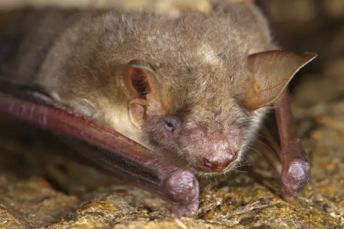 Framed Print : Lesser Mouse-eared Bat (Myotis blythii) adult, resting in crevice, Italy, may Framed Print : Lesser Mouse-eared Bat (Myotis blythii) adult, resting in crevice, Italy, may