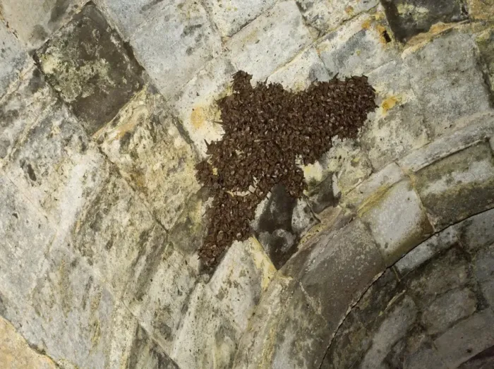 Framed Print : Lesser Mouse-eared Bat (Myotis blythii) breeding colony, roosting inside ruined palace Framed Print : Lesser Mouse-eared Bat (Myotis blythii) breeding colony, roosting inside ruined palace