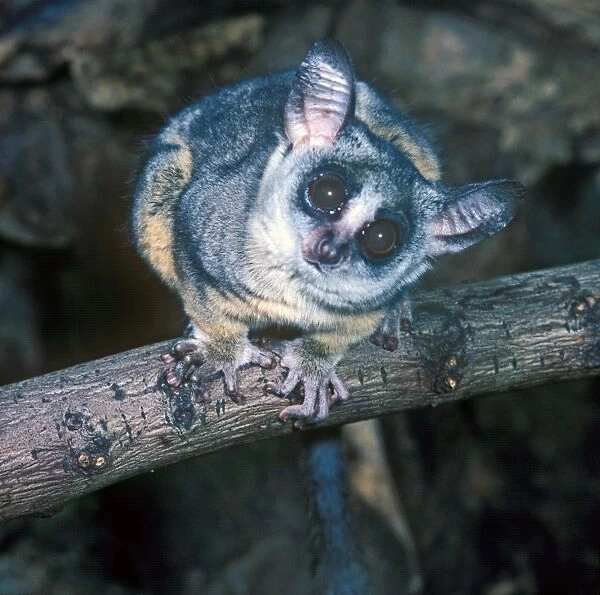 Lesser Northern Bushbaby (Galago senegalensis) On tree branch - close-up (S)