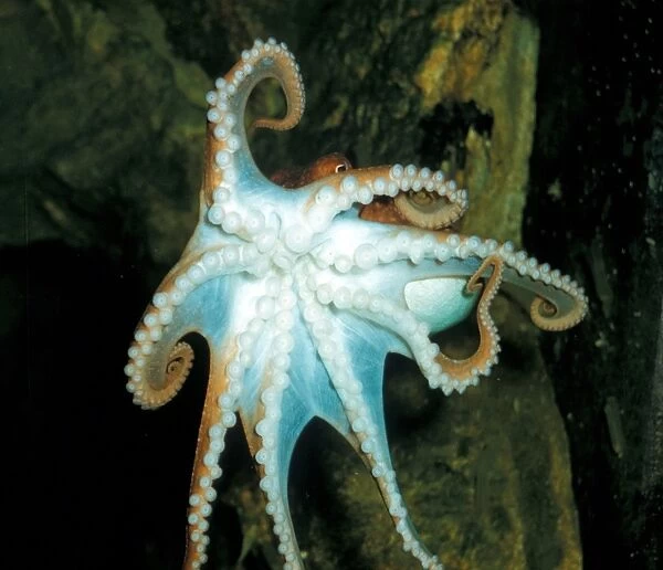 Lesser Octopus (Eledone cirrhosa) Clinging to aquarium glass  /  showing