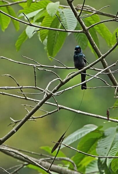 Lesser Racket-tailed Drongo (Dicrurus remifer peracensis) adult, with one tail racket missing, perched on twig