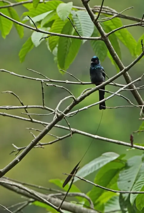Framed Print : Lesser Racket-tailed Drongo (Dicrurus remifer peracensis) adult, with one tail racket missing, perched on twig Framed Print : Lesser Racket-tailed Drongo (Dicrurus remifer peracensis) adult, with one tail racket missing, perched on twig