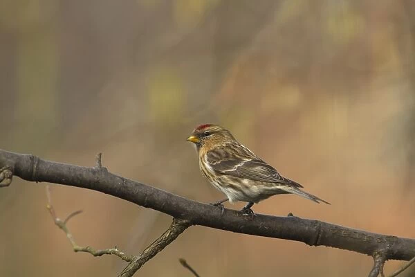 Lesser Redpoll (Carduelis cabaret) adult female  /  first winter plumage, perched on branch, Norfolk, England, february