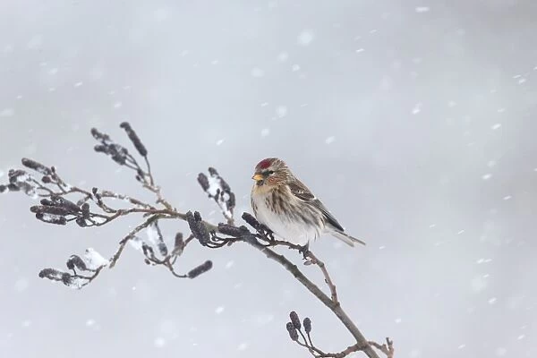 Lesser Redpoll (Carduelis cabaret) adult female  /  first winter plumage, perched on alder twig during snowfall