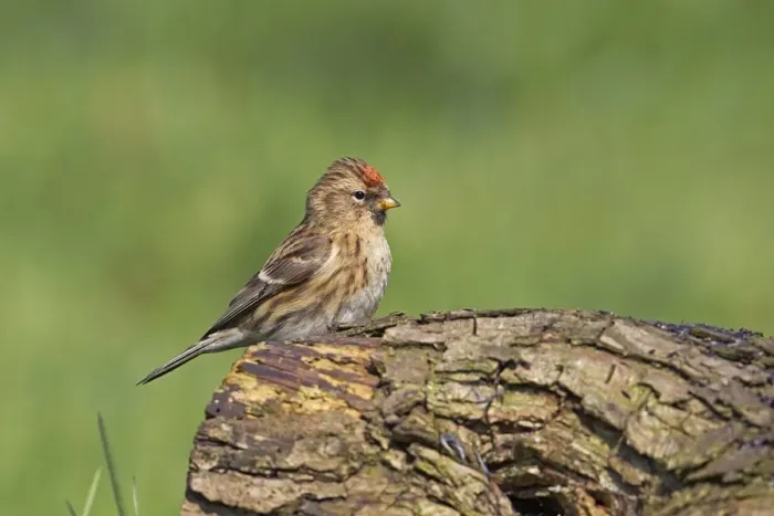 Framed Print : Lesser Redpoll (Carduelis cabaret) adult female, perched on log in garden, Forest of Dean, Gloucestershire, England, march Framed Print : Lesser Redpoll (Carduelis cabaret) adult female, perched on log in garden, Forest of Dean, Gloucestershire, England, march