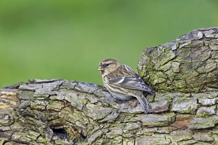 Framed Print : Lesser Redpoll (Carduelis cabaret) adult female, perched on log in garden, Forest of Dean, Gloucestershire, England, march Framed Print : Lesser Redpoll (Carduelis cabaret) adult female, perched on log in garden, Forest of Dean, Gloucestershire, England, march
