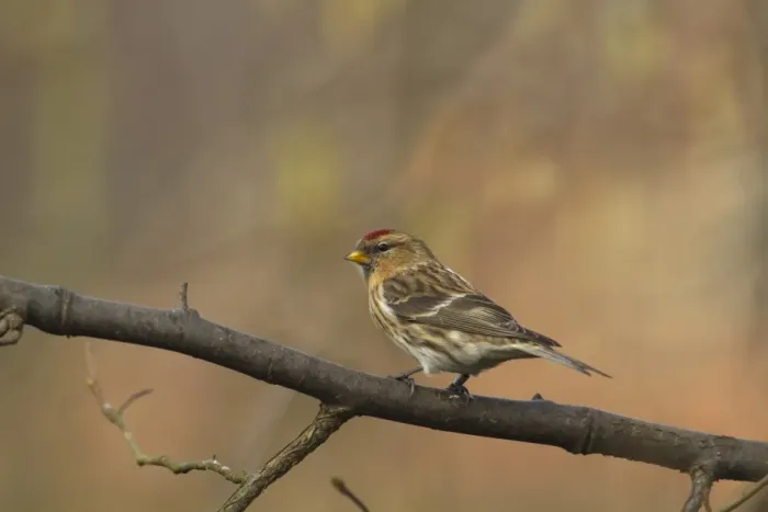 Framed Print : Lesser Redpoll (Carduelis cabaret) adult female / first winter plumage, perched on branch, Norfolk, England, february Framed Print : Lesser Redpoll (Carduelis cabaret) adult female / first winter plumage, perched on branch, Norfolk, England, february