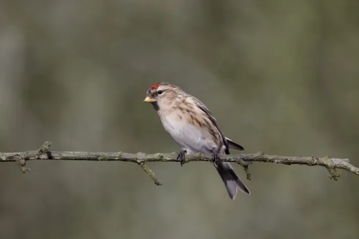 Framed Print : Lesser Redpoll (Carduelis cabaret) adult female / first winter plumage, perched on twig, Warwickshire, England Framed Print : Lesser Redpoll (Carduelis cabaret) adult female / first winter plumage, perched on twig, Warwickshire, England