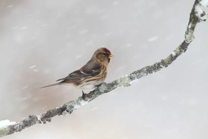 Framed Print : Lesser Redpoll (Carduelis cabaret) adult female / first winter plumage, perched on twig during snowfall, Warwickshire Framed Print : Lesser Redpoll (Carduelis cabaret) adult female / first winter plumage, perched on twig during snowfall, Warwickshire