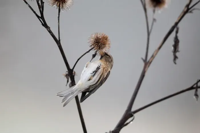 Framed Print : Lesser Redpoll (Carduelis cabaret) adult female / first winter plumage, feeding on seeds from burdock seedhead Framed Print : Lesser Redpoll (Carduelis cabaret) adult female / first winter plumage, feeding on seeds from burdock seedhead