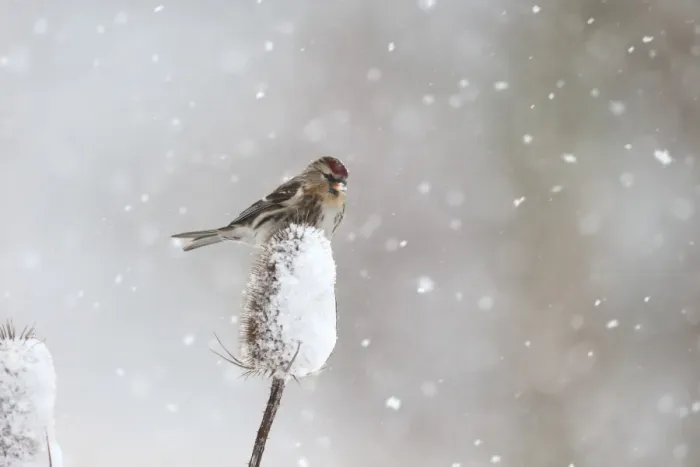 Framed Print : Lesser Redpoll (Carduelis cabaret) adult female / first winter plumage, feeding on seeds from snow covered teasel Framed Print : Lesser Redpoll (Carduelis cabaret) adult female / first winter plumage, feeding on seeds from snow covered teasel