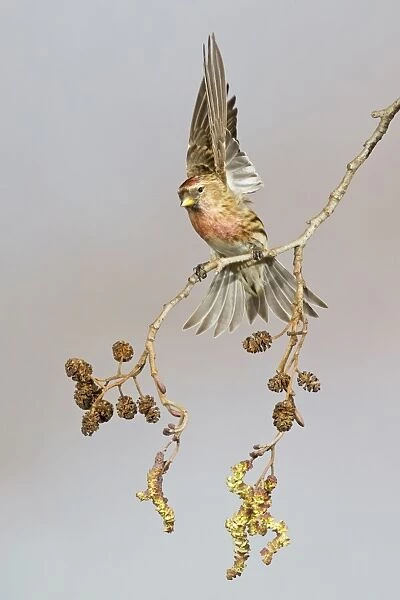 Lesser Redpoll (Carduelis cabaret) adult male, entering breeding plumage, taking off from Alder (Alnus glutinosa) twig