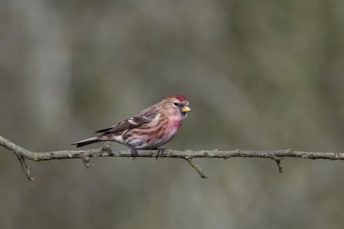 Framed Print : Lesser Redpoll (Carduelis cabaret) adult male, perched on twig, Warwickshire, England, December Framed Print : Lesser Redpoll (Carduelis cabaret) adult male, perched on twig, Warwickshire, England, December