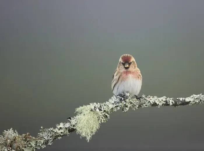 Framed Print : Lesser Redpoll (Carduelis cabaret) adult male, perched on lichen covered twig, Scotland, February Framed Print : Lesser Redpoll (Carduelis cabaret) adult male, perched on lichen covered twig, Scotland, February