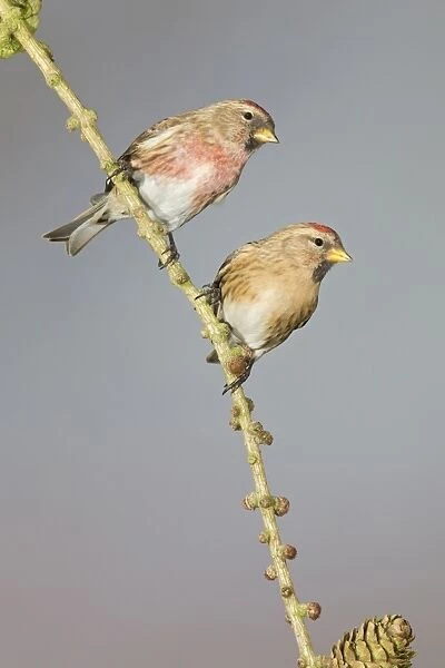 Lesser Redpoll (Carduelis cabaret) adult pair, perched on larch twig, Suffolk, England, February