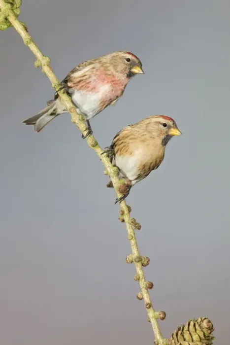 Framed Print : Lesser Redpoll (Carduelis cabaret) adult pair, perched on larch twig, Suffolk, England, February