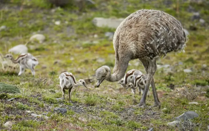 Framed Print : Lesser Rhea (Rhea pennata) adult male with chicks, feeding, Torres del Paine N. P. Southern Patagonia, Chile, November Framed Print : Lesser Rhea (Rhea pennata) adult male with chicks, feeding, Torres del Paine N. P. Southern Patagonia, Chile, November