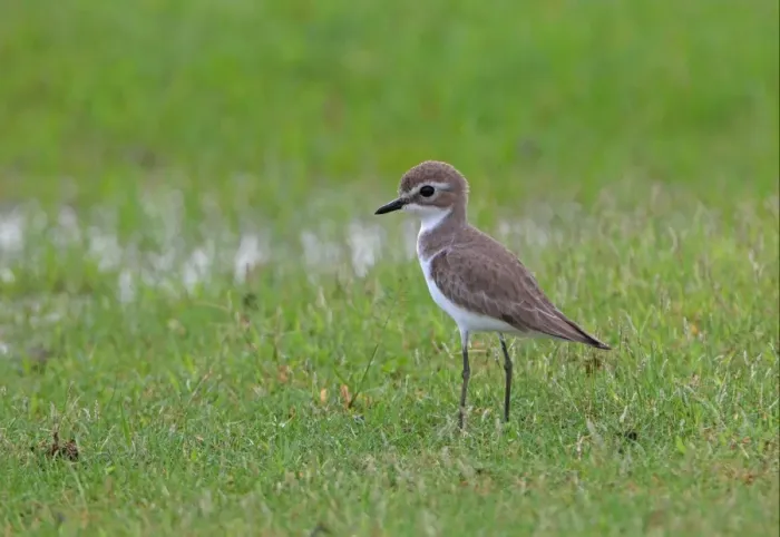 Framed Print : Lesser Sand Plover (Charadrius mongolus) adult, non-breeding plumage, standing in wet grassland, Sri Lanka, december Framed Print : Lesser Sand Plover (Charadrius mongolus) adult, non-breeding plumage, standing in wet grassland, Sri Lanka, december