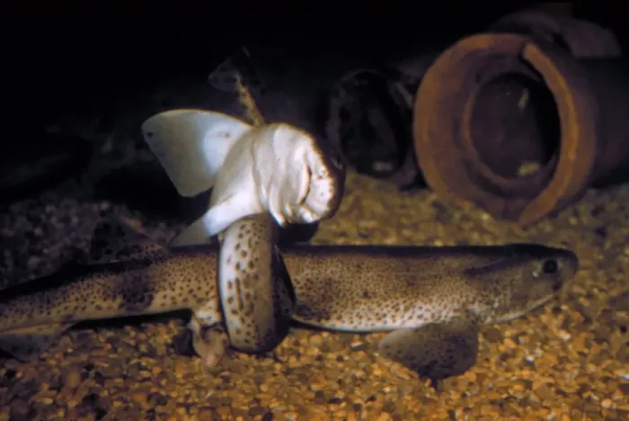 Framed Print : Lesser Spotted Dog- fish (Scyliorhinus canicula) Copulating