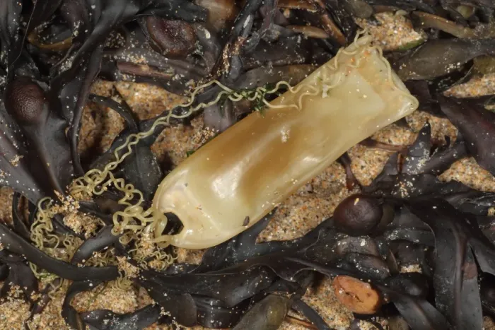 Framed Print : Lesser Spotted Dogfish (Scyliorhinus canicula) Mermaids Purse eggcase, washed up on beach, Cornwall, England, august